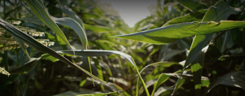 header background image